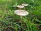 Őzlábgalóca (Amanita vittadinii), Alföld